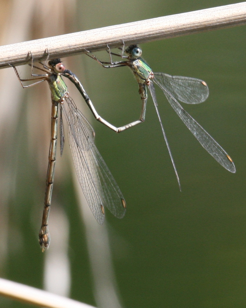 Lestes? anche ad Arenzano.